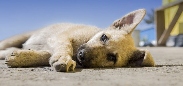 great tips for caring for a canine companion