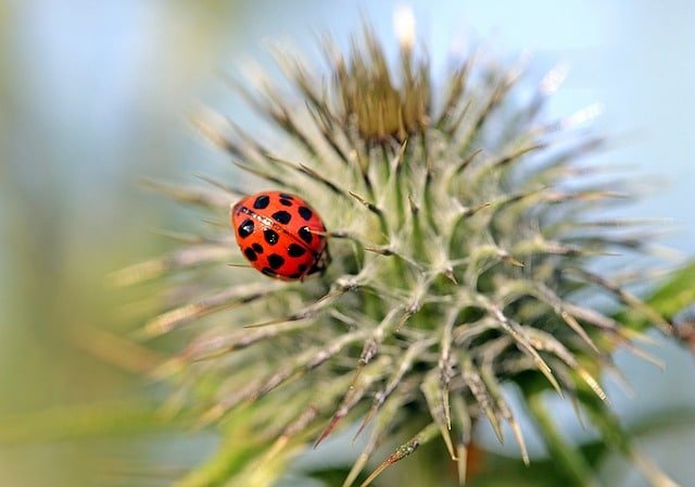How To Get Rid Of Thos Pesky Bugs 1 how to get rid of thos pesky bugs
