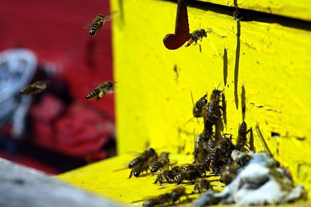 issue with pest control get help here