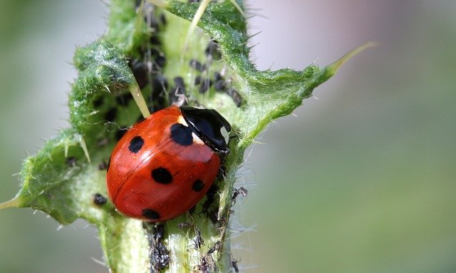 Make Pests A Thing Of The Past With These Tips 1 make pests a thing of the past with these tips