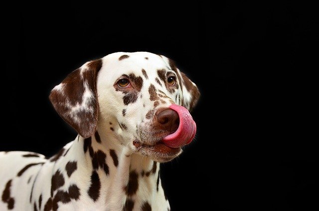read this article to find great dog ownership tips