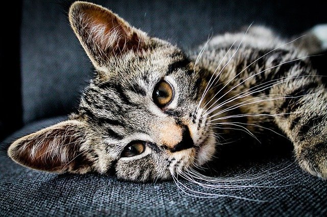 show your cat love with these solid tips