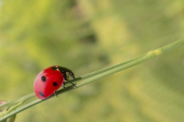 simple tips for getting rid of pests