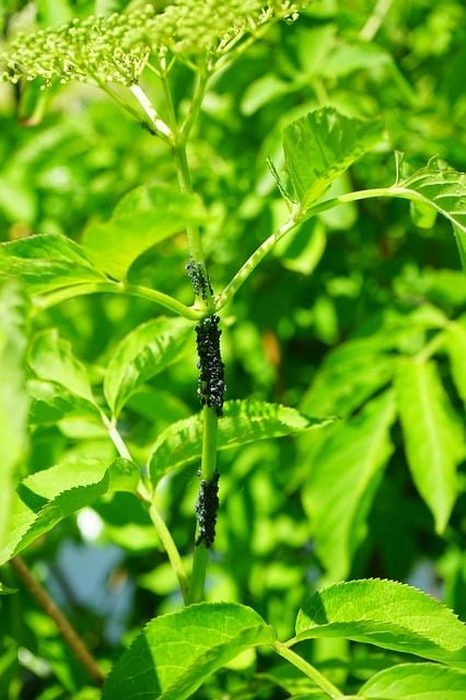 tips to managing pests and getting rid of them
