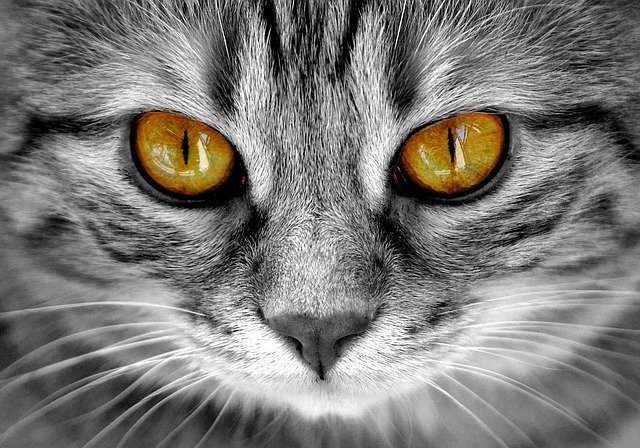treats for your cat that you can make