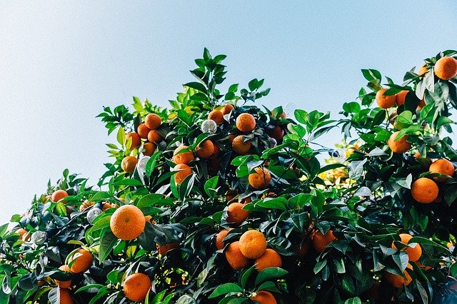 Use This Advice To Become An Organic Gardening Expert 1