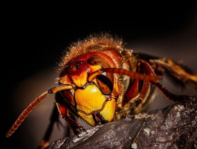 your home can be pest free