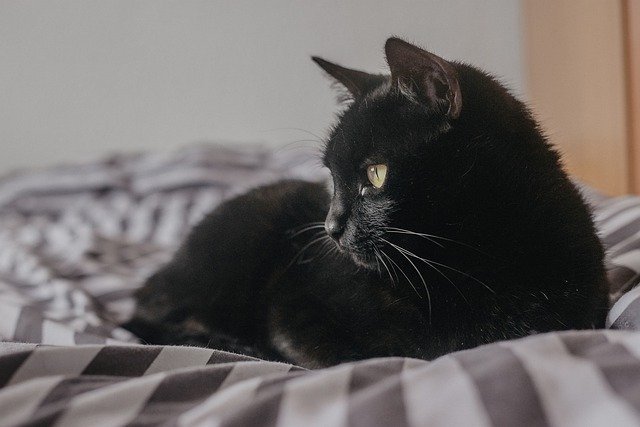 Cats, Cats, Cats! How To Care For Them All 1 cats cats cats how to care for them all