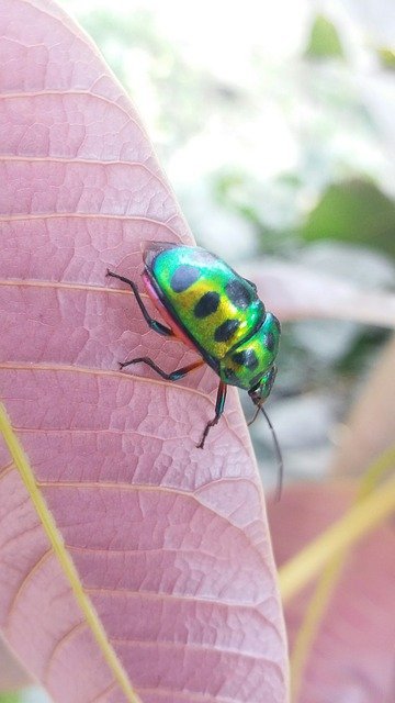 Check Out Some Of These Awesome Pest Control Tips 1 check out some of these awesome pest control tips