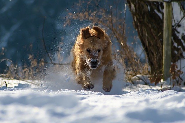 Dog Care Tips That Will Work Like Magic 1 dog care tips that will work like magic