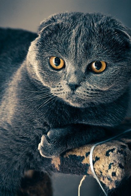 Great Advice About Taking Care Of Cats 1 great advice about taking care of cats