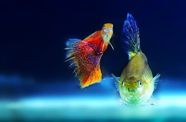 great tips to help you catch fish