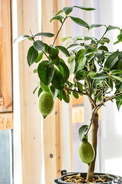 Grow Your Organic Garden With These Tips 1 grow your organic garden with these tips