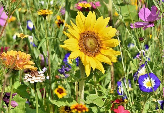 growing healthy organic horticulture tips and advice