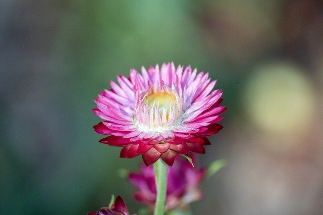 how to achieve a beautiful organic garden