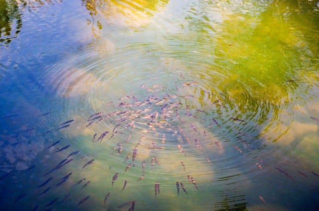 how to get started with the wonderful wold of fishing