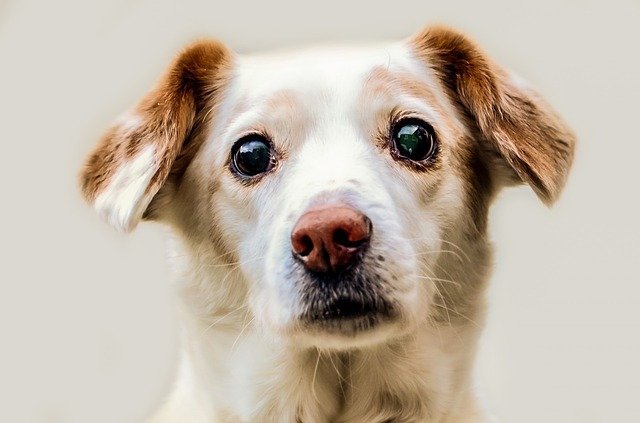 how to take care of your dog well