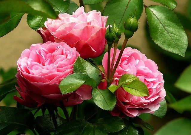 interested in organic gardening read these tips