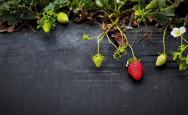 need help with organic gardening try using these tips