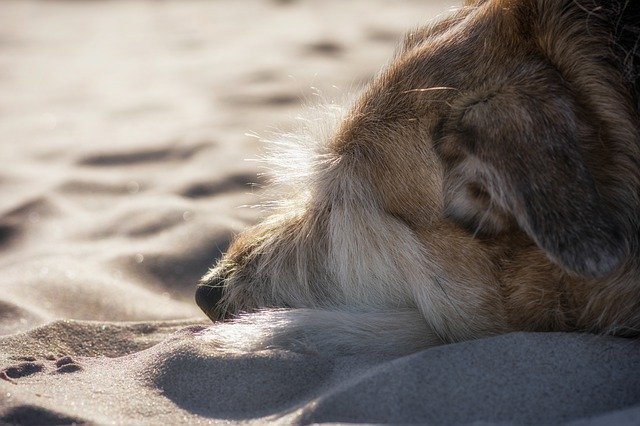 Simple Solutions About Dogs That Are Easy To Follow 1 simple solutions about dogs that are easy to follow