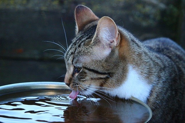 successfully caring for the cats you love
