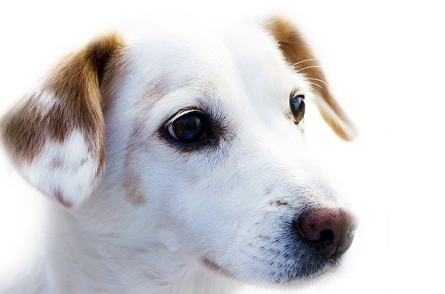 Suggestions That Will Work For Any Dog 1 suggestions that will work for any dog