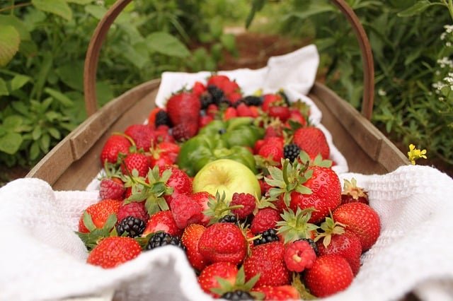 Top Notch Advice To Perfect Your Organic Garden 1 top notch advice to perfect your organic garden