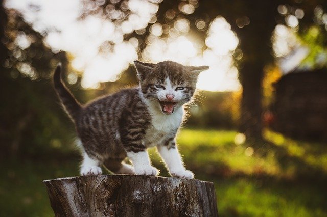 what you never knew about your feline friends