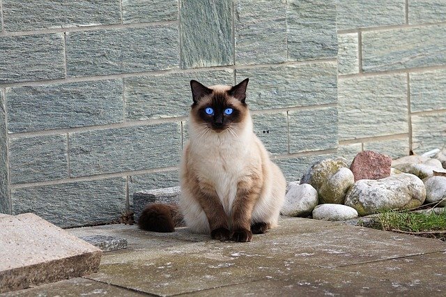 What You Should Know About Caring For Cats 1 what you should know about caring for cats