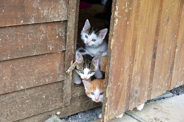 a helpful article about cats that offers many useful tips