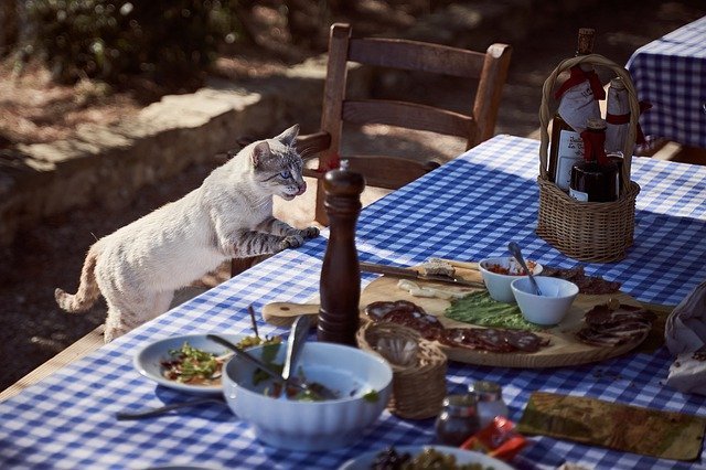 everything cat owners need to know