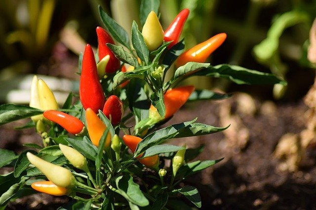 Fantastic Organic Gardening Tips That Really Work 1 fantastic organic gardening tips that really work