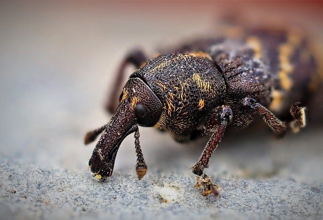 Fast Tips For Controlling Pests In Your Home 1 fast tips for controlling pests in your home