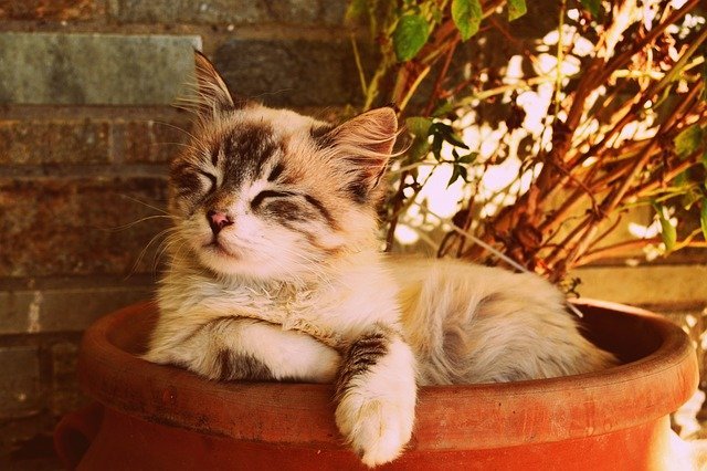 feeding your cat what you need to know