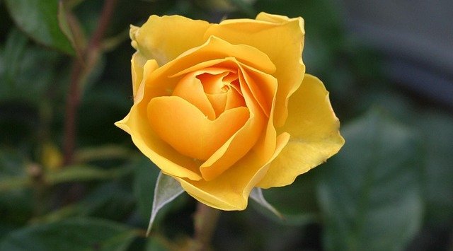 Great Gardening Advice Everyone Needs To Know 1 great gardening advice everyone needs to know
