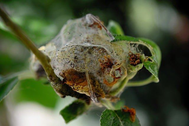 how to control pests on your property