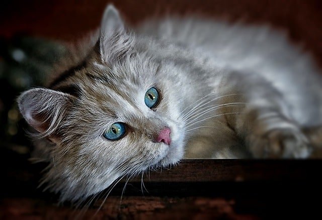 Learn About Proper Cat Care With These Tips. 1 learn about proper cat care with these tips