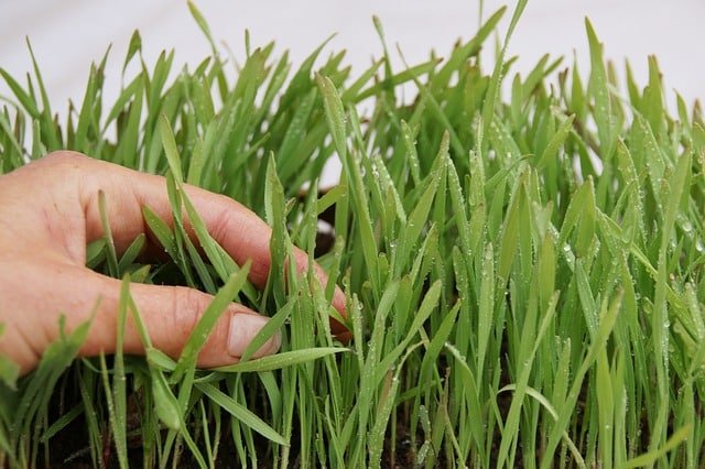 Learning Tips To Help With Your Organic Gardening 1 learning tips to help with your organic gardening