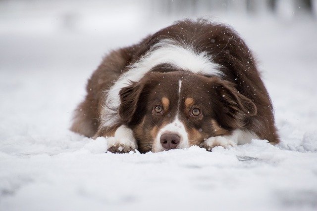 Surefire Techniques For Finding Dog Ownership Success Now 1 surefire techniques for finding dog ownership success now