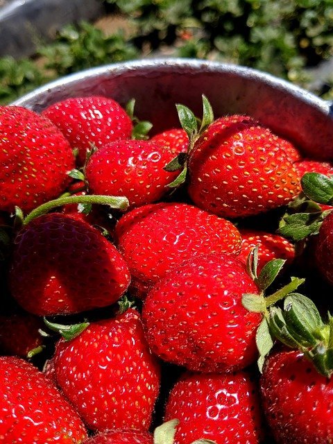 the secrets to a perfect organic garden