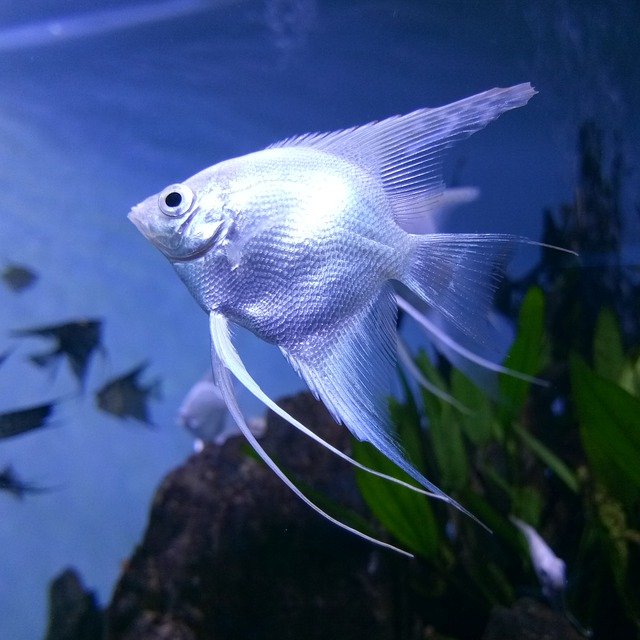tips to enjoy the popular sport of fishing