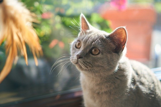 Top Tips From The Cat Care Gurus 1 top tips from the cat care gurus