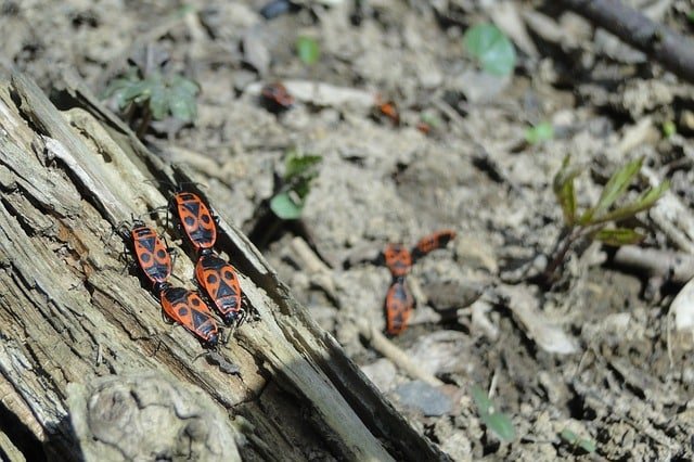 what you ought to know about controlling pests