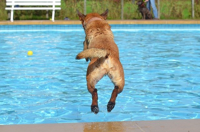 You Can Make Your Dog More Amazing 1 you can make your dog more amazing