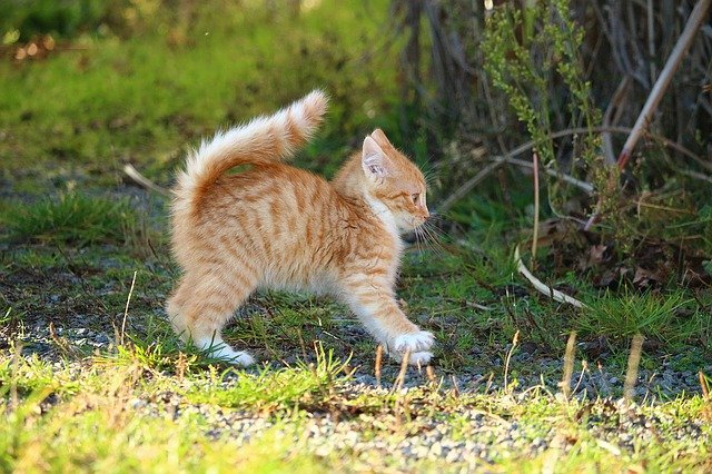 Cat Care Tips For The New Cat Owner 1 cat care tips for the new cat owner