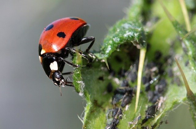 great tips on how to get rid of pests
