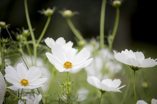 Grow Your Horticulture Knowledge - Here's Some Great Tips 1 grow your horticulture knowledge heres some great tips