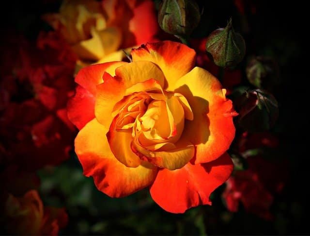 create your own garden of eden with these tips
