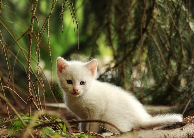 Different Ways To Know Your Cat Is Happy 1 different ways to know your cat is happy