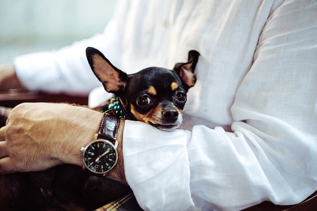 Dog Information All Owners Show Know About 1 dog information all owners show know about